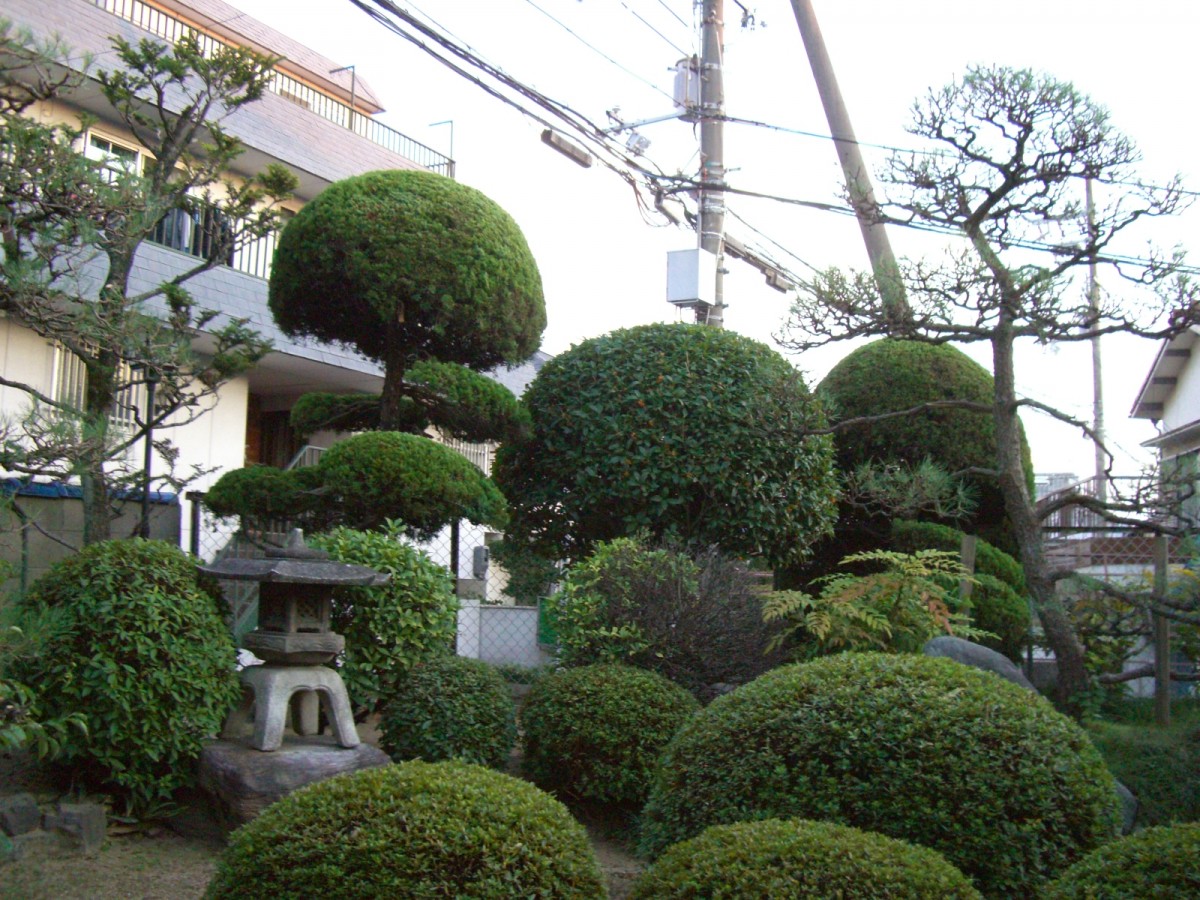 玄関に門かぶりの松1本と庭にも黒松4本のお庭 | 大阪、京都の植木屋松正 庭木伐採・剪定・植栽管理