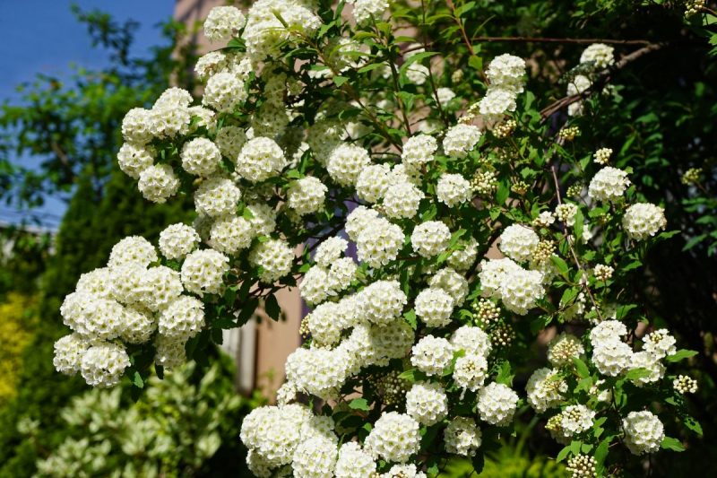 花が咲く低木15選 お庭に彩りを添えるお手頃サイズの庭木 大阪