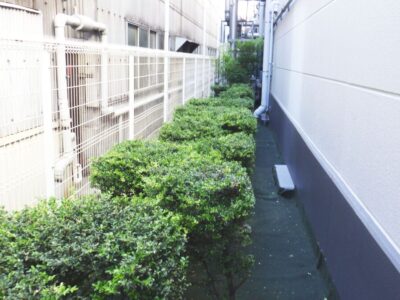 【年間植栽管理】社屋の周囲80mに渡るツゲの低木剪定作業を実施した事例｜大阪市西淀川区