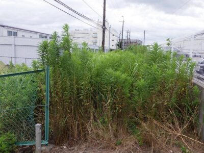 【年2回の植栽管理】草むらの中に隠れていた溝や切り株などに注意して駐車場周囲の除草作業を実施した事例｜大阪府枚方市