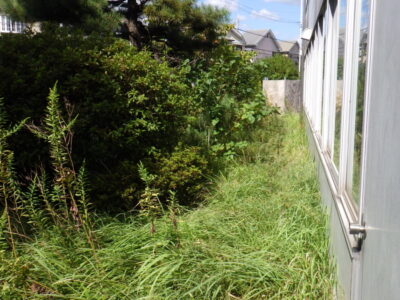 草がボーボーに生い茂っていた工場と駐車場周囲の除草作業を2人1日半で実施した事例｜大阪府枚方市